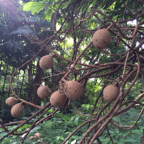 Sapodilla