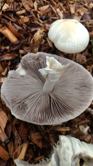 Agrocybe rivulosa