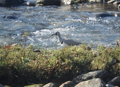 Ibidorhyncha struthersii