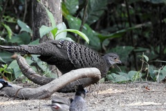 Polyplectron bicalcaratum