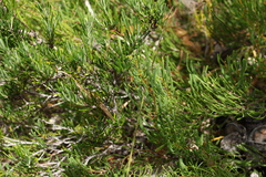 Strangea linearis