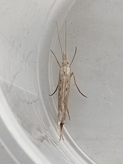 Ypsolopha mucronella