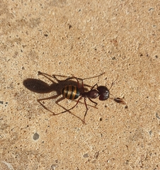 Camponotus aurocinctus