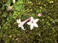 Ophiorrhiza mitchelloides