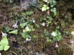 Ophiorrhiza mitchelloides