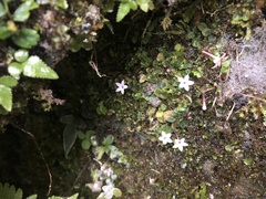 Ophiorrhiza mitchelloides