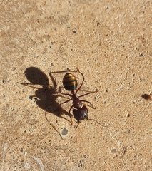Camponotus aurocinctus