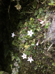 Ophiorrhiza mitchelloides