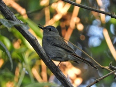 Cyornis unicolor
