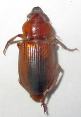 Boeomimetes ephippium