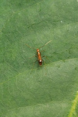 Anoplolepis gracilipes