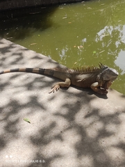 Iguana iguana