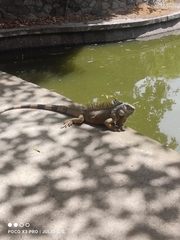 Iguana iguana
