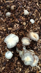 Agrocybe rivulosa