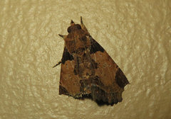 Ercheia