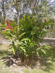 Alpinia purpurata