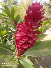 Alpinia purpurata