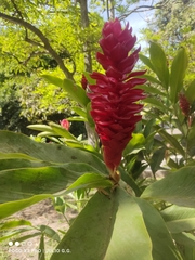 Alpinia purpurata