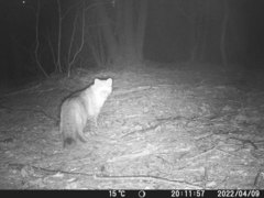 Prionailurus bengalensis