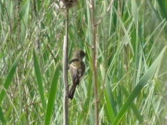 Empidonax traillii