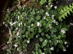 Trigonotis formosana elevatovenosa