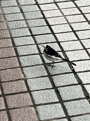 Motacilla alba