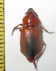 Boeomimetes ephippium