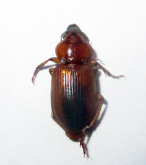 Boeomimetes ephippium