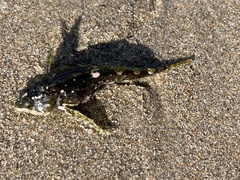 Clinocottus acuticeps