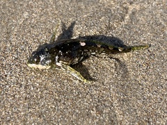 Clinocottus acuticeps