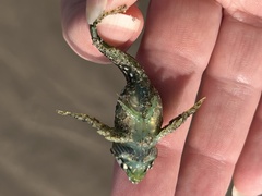 Clinocottus acuticeps