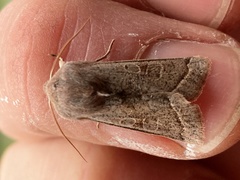 Orthosia opima