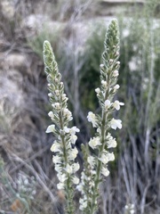 Sairocarpus coulterianus