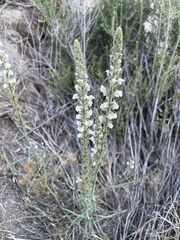 Sairocarpus coulterianus