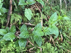 Veronicastrum