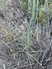 Sairocarpus coulterianus