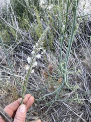 Sairocarpus coulterianus