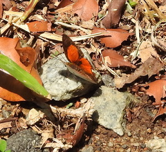 Curetis santana