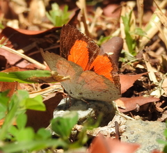 Curetis santana