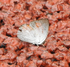 Curetis santana