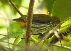 Dicaeum chrysorrheum