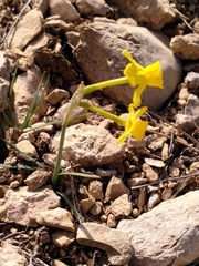 Narcissus assoanus