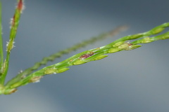 Image of Digitaria bicornis