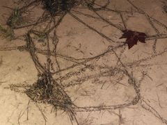 Bufotes viridis viridis