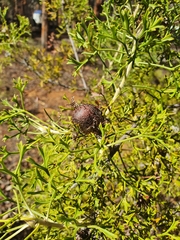 Isopogon crithmifolius