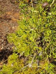 Isopogon crithmifolius