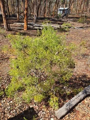 Isopogon crithmifolius