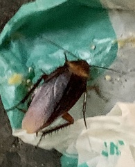 Periplaneta americana