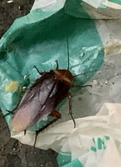 Periplaneta americana