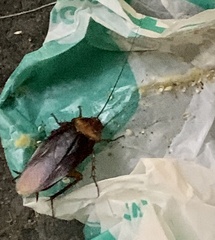 Periplaneta americana